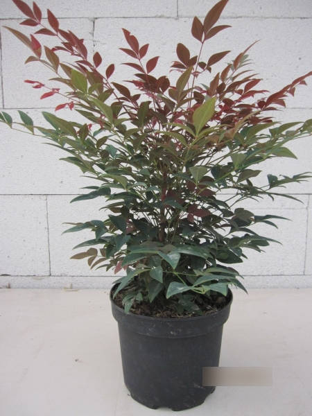 Nandina domestica Obsessed - Heiliger Bambus Himmelsbambus - 30-40cm |  eBay.de