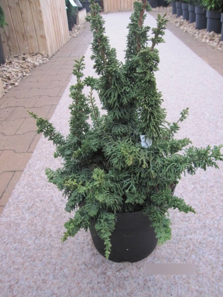 Thuja occidentalis Malonyana Holub - Zwerglebensbaum Malonyana Holub
