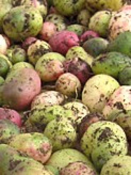 Melloco - Ullucus tuberosus - Kletterpflanze mit essbaren Knollen