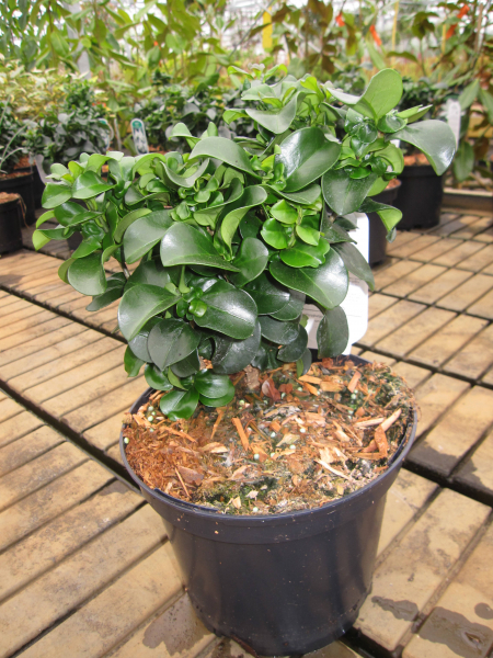 philodendron billietiae variegata samen Philodendron Billietiae Variegata – Foliage Dreams main image 0