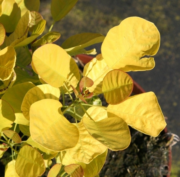 Perückenstrauch Golden Spirit2