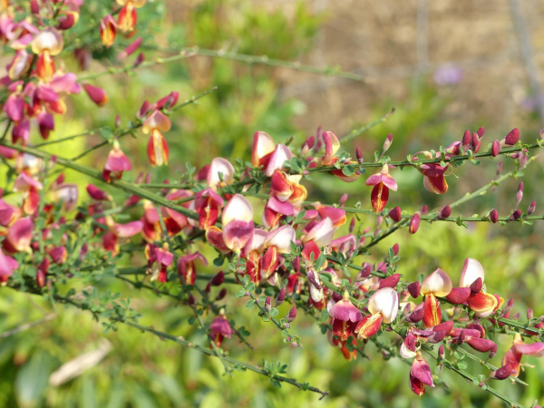 Cytisus scoparius Red Dragon
