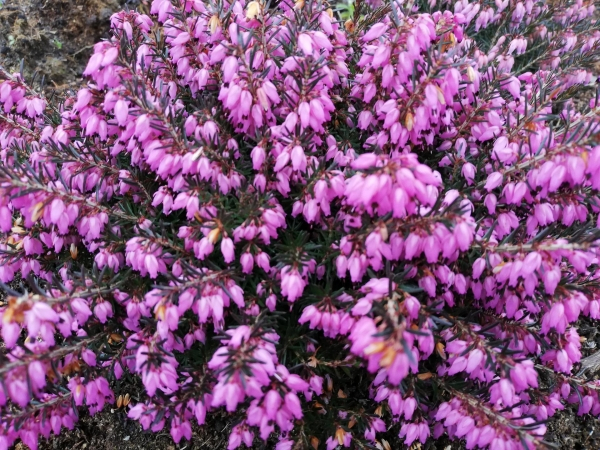 Erica carnea Peggy