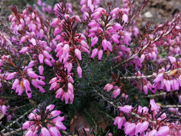 Erica carnea Sheila