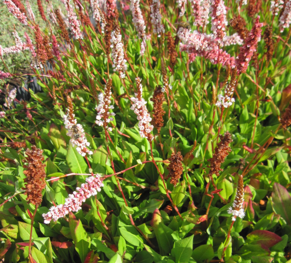 Garten-Schneckenknöterich Dimity 2