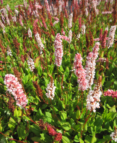 Garten-Schneckenknöterich Dimity 1
