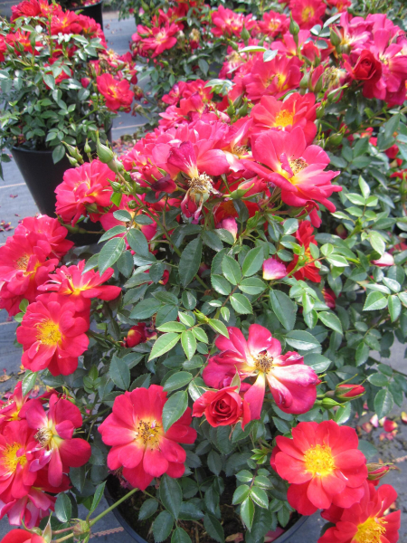 Beetrose Bienenweide Hellrot 3