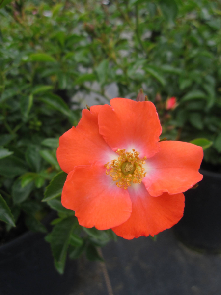 Bodendeckerrose Deseo 2