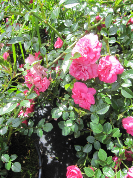 Bodendeckerrose Knirps 2