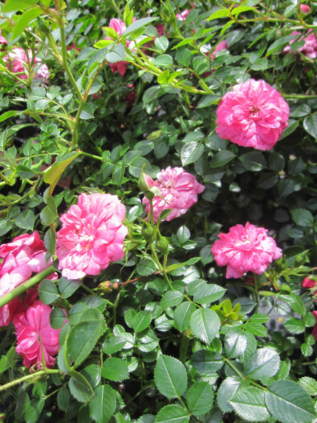 Bodendeckerrose Knirps 3