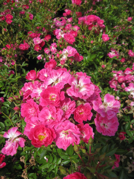 Bodendeckerrose Limesstern 1