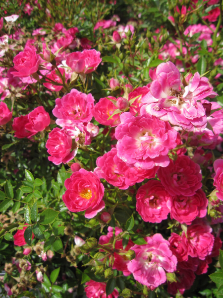 Bodendeckerrose Limesstern 3