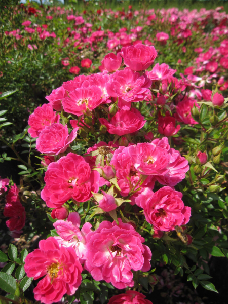 Bodendeckerrose Limesstern 2