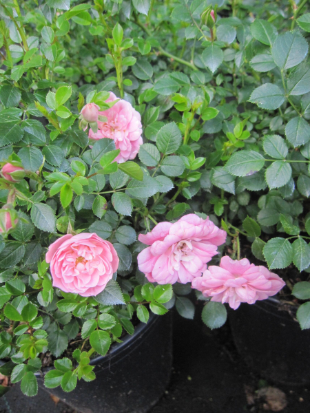 Bodendeckerrose Sweet Knirps 2