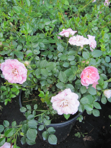 Bodendeckerrose Sweet Knirps 1
