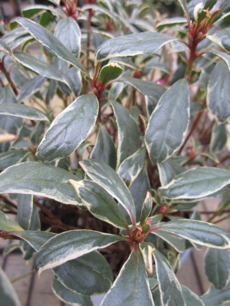 Rhododendron Bollywood  3
