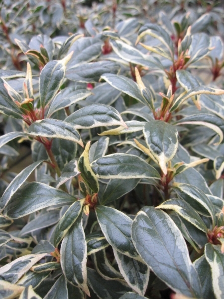 Rhododendron Bollywood 1