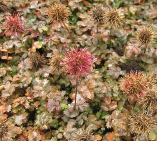 Braunrotes Stachelnüsschen 1