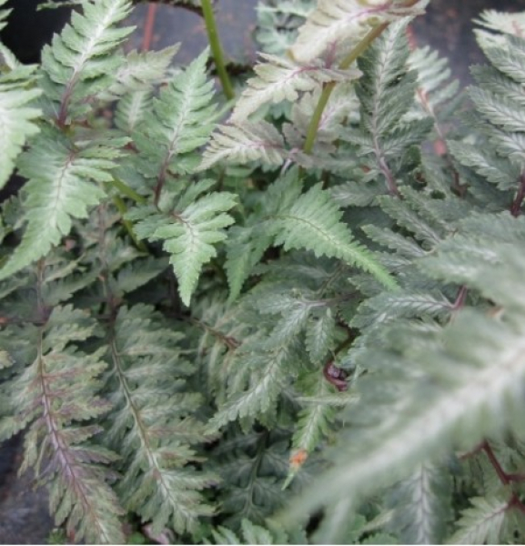 Brokatfarn Pictum 2
