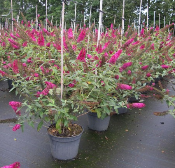 Sommerflieder Red Chip 4
