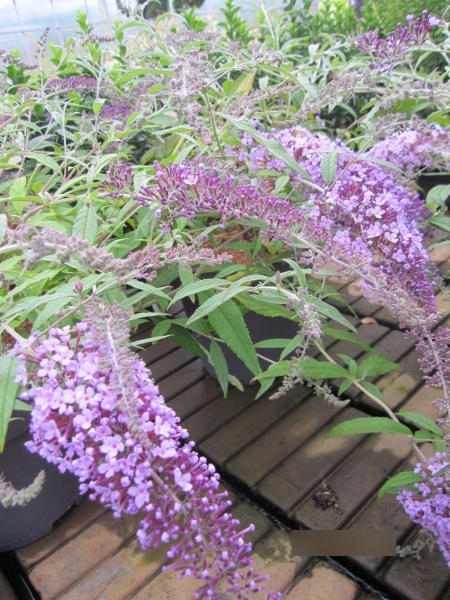 Sommerflieder Wisteria Lane