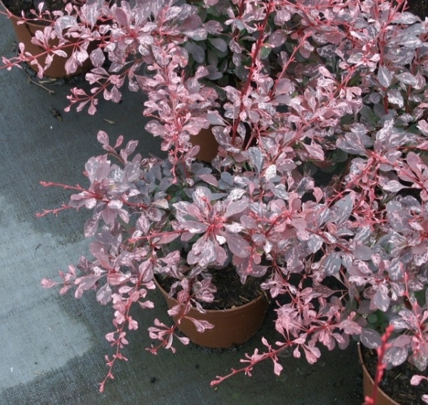 Buntlaubige Berberitzen Pink Queen