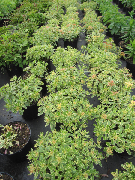 Buntlaubiges Fettblatt 2