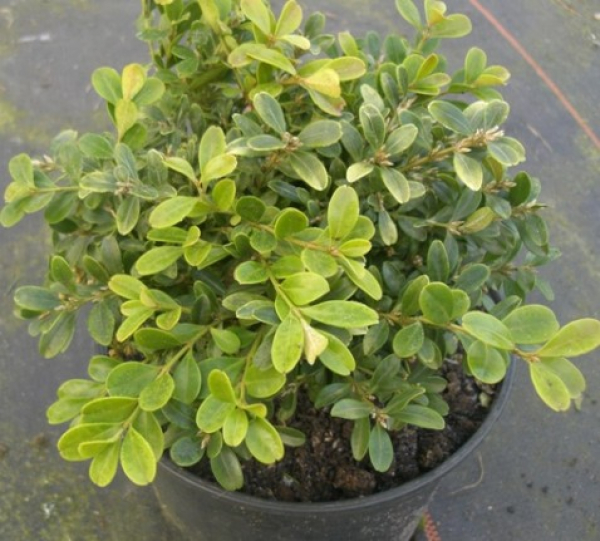 Buxus microphylla Herrenhausen 1