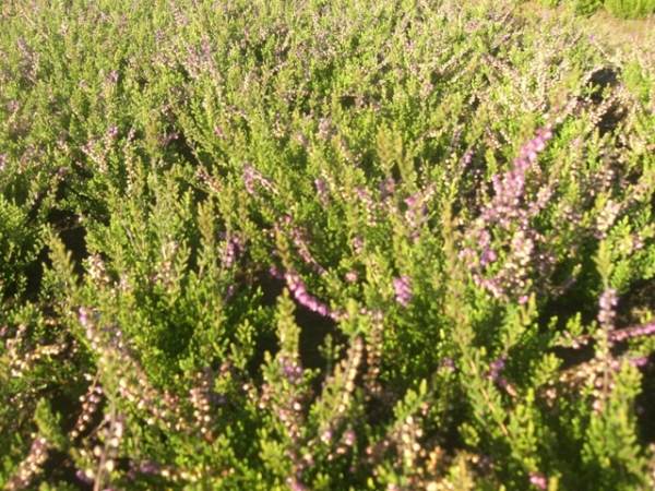 Calluna vulgaris Wildform