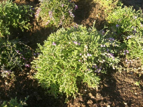 Calluna vulgaris Heidezwerg 2