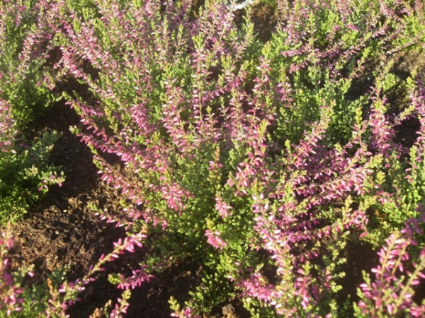 Calluna vulgaris Marlies