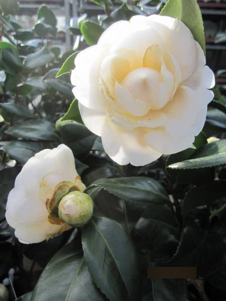 Japanische Kamelie Alba Plena 2