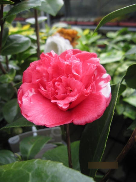Japanische Kamelie Daikagura 1