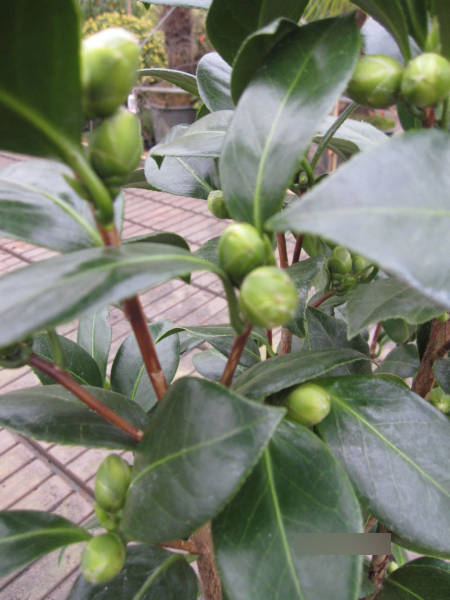 Camellia  japonica Dahlonega