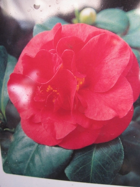 Camellia japonica Lady Campbell 1