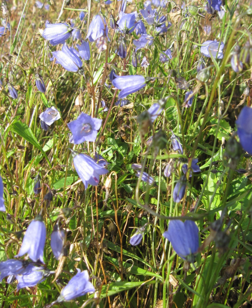 Zwerg Glockenblume Bavaria Blue 1