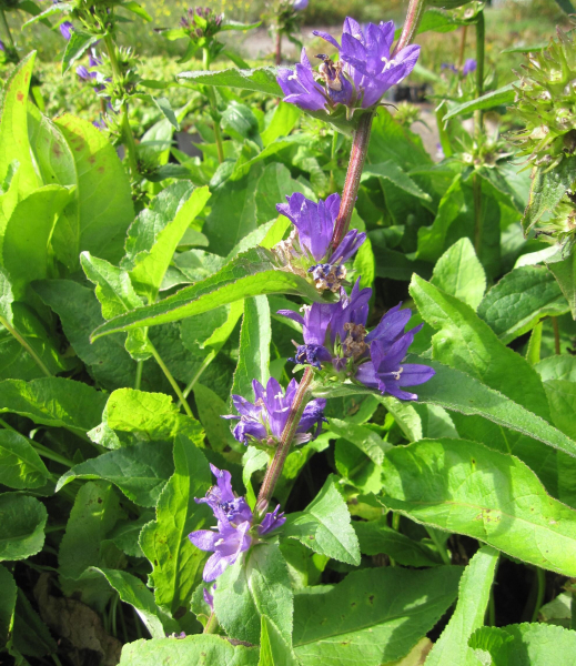 Knäuel-Glockenblume Acaulis 1
