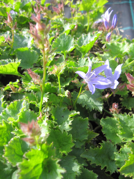 Polsterglockenblume Blauregen 2