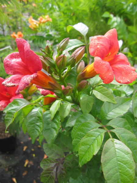 Hochstamm Trompetenblume Fire Trumpet 2