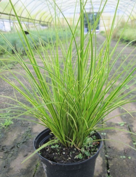 Gartensegge