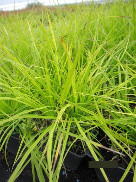 Carex montana 1