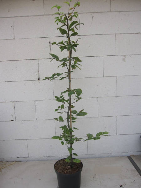 Hainbuche