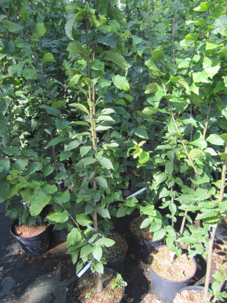 Carpinus betulus fastigiatus Beeckmann 1