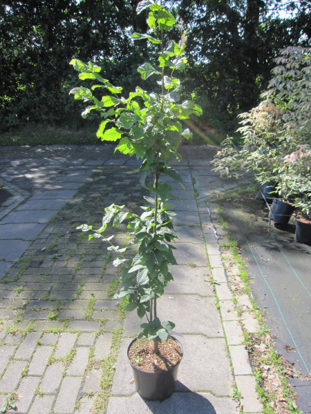 Carpinus betulus fastigiatus Beeckmann 3