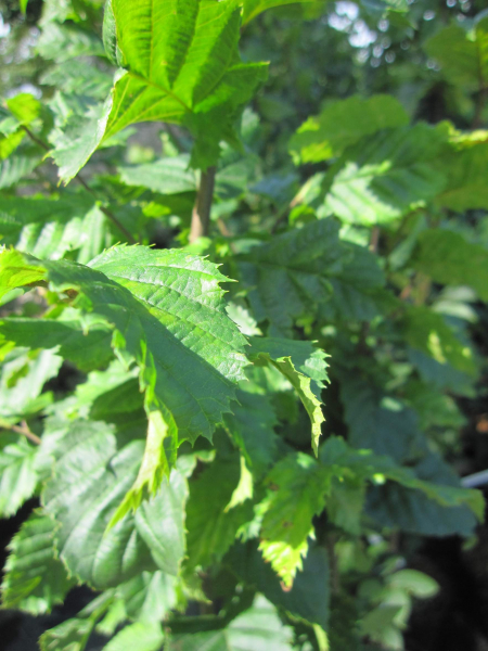 Carpinus betulus fastigiatus Beeckmann 2