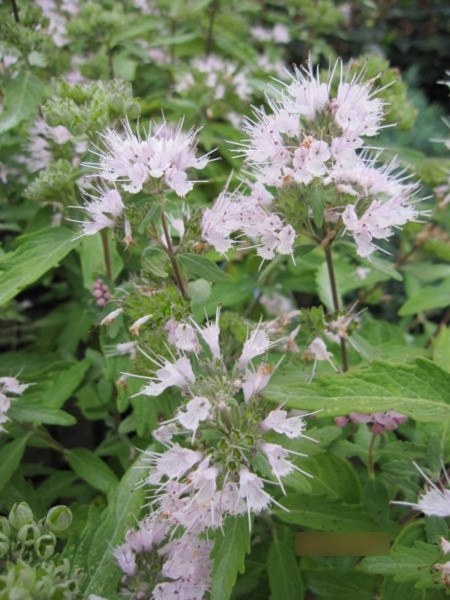 Caryopteris clandonensis Pink Perfektion - Bartblume Pink Perfektion1