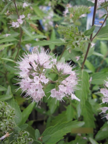 Caryopteris clandonensis Pink Perfektion - Bartblume Pink Perfektion2