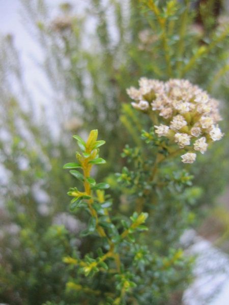 Cassinia leptophylla 1