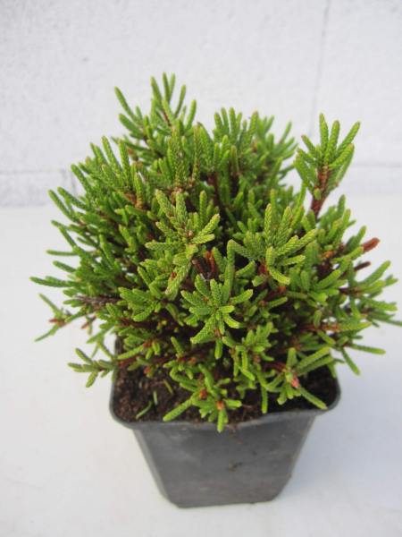 Cassiope mertensiana gracilis 3