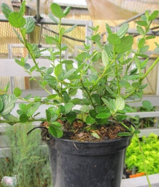 Ceanothus Cascade 2